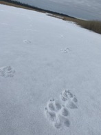 Wolves using the trail 